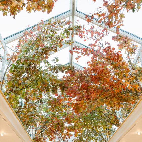 Fall branches with orange, green, and red leaves cover the skylight in the Atrium.